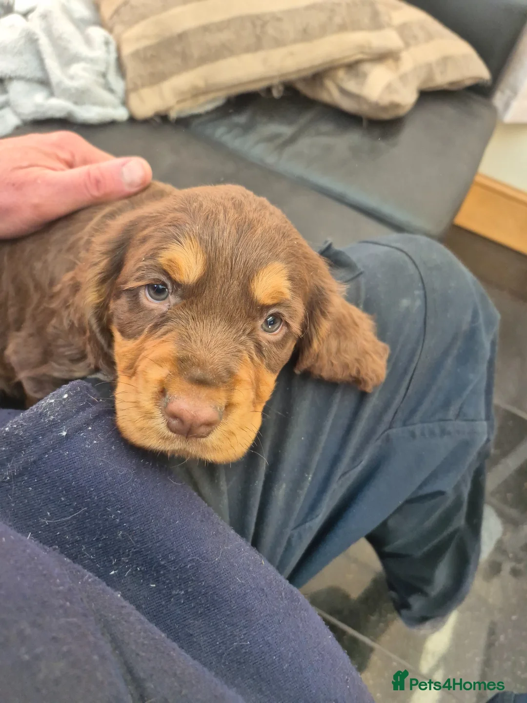 Cocker Spaniel dogs for sale: Beautiful kc registered cocker spaniel puppies - Advert 2