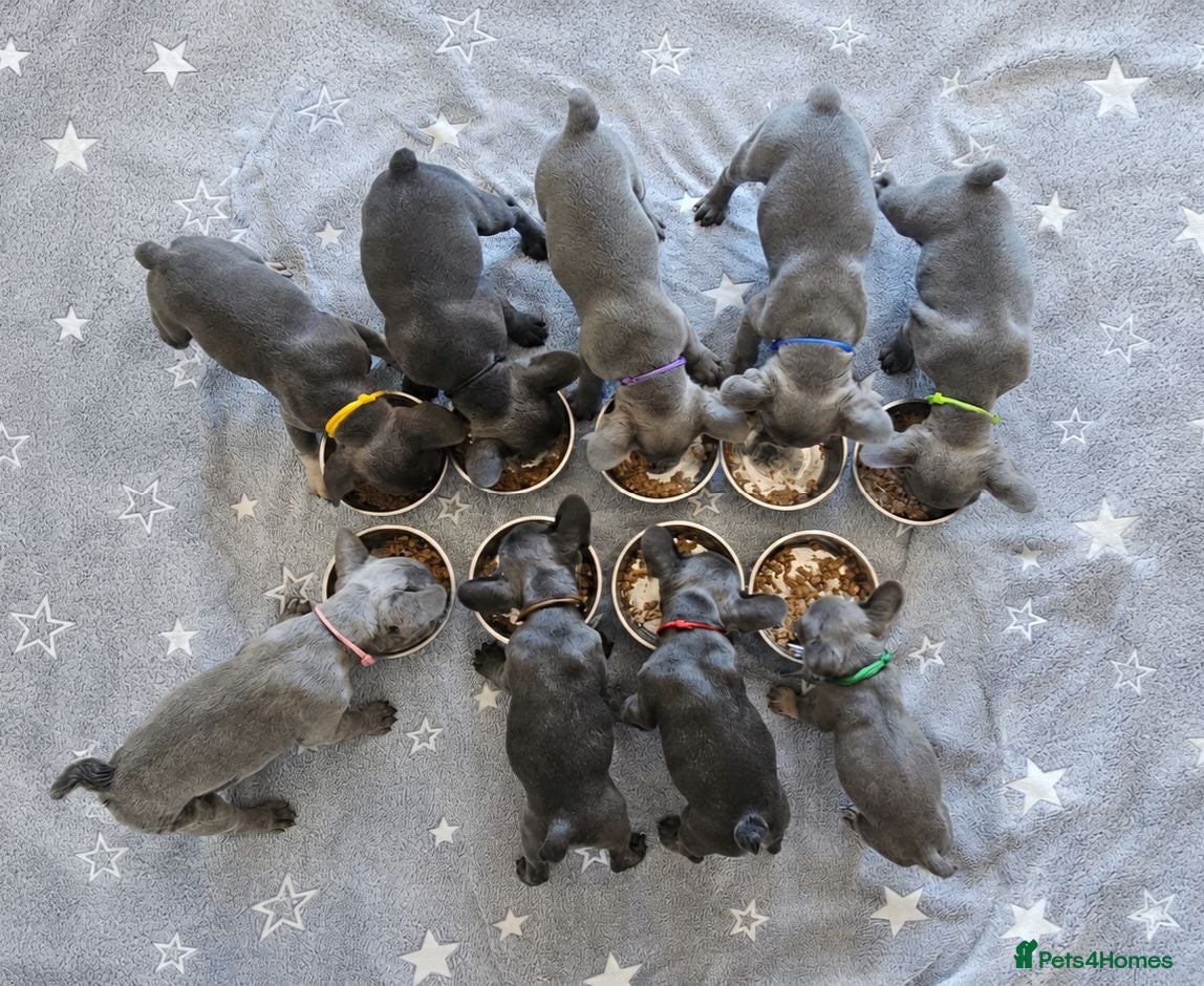 French Bulldog dogs Exceptional KC French Bulldog Puppies - Advert 1
