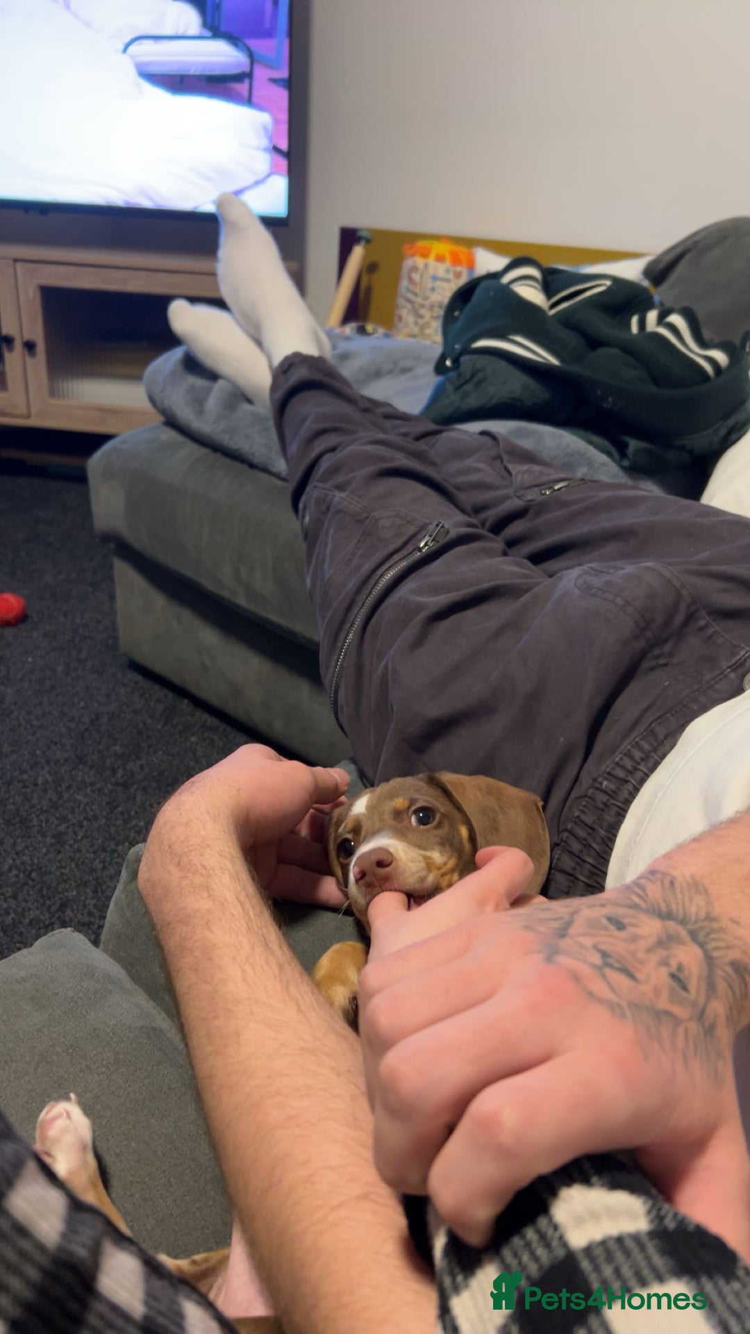 Miniature Dachshund dogs for sale: Milo the miniature dachshund  - Image 8