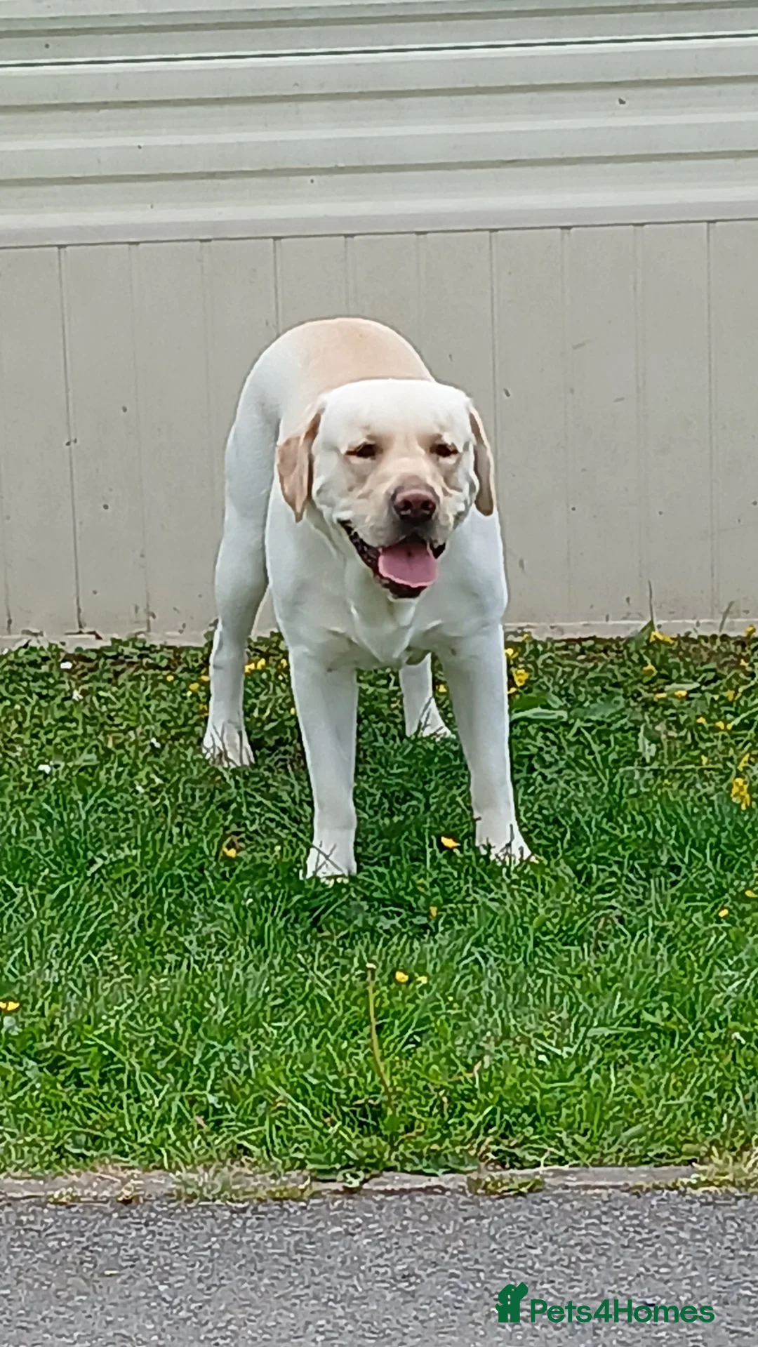 Labrador Retriever dogs for stud: Aristotel in Dorchester - Advert 4