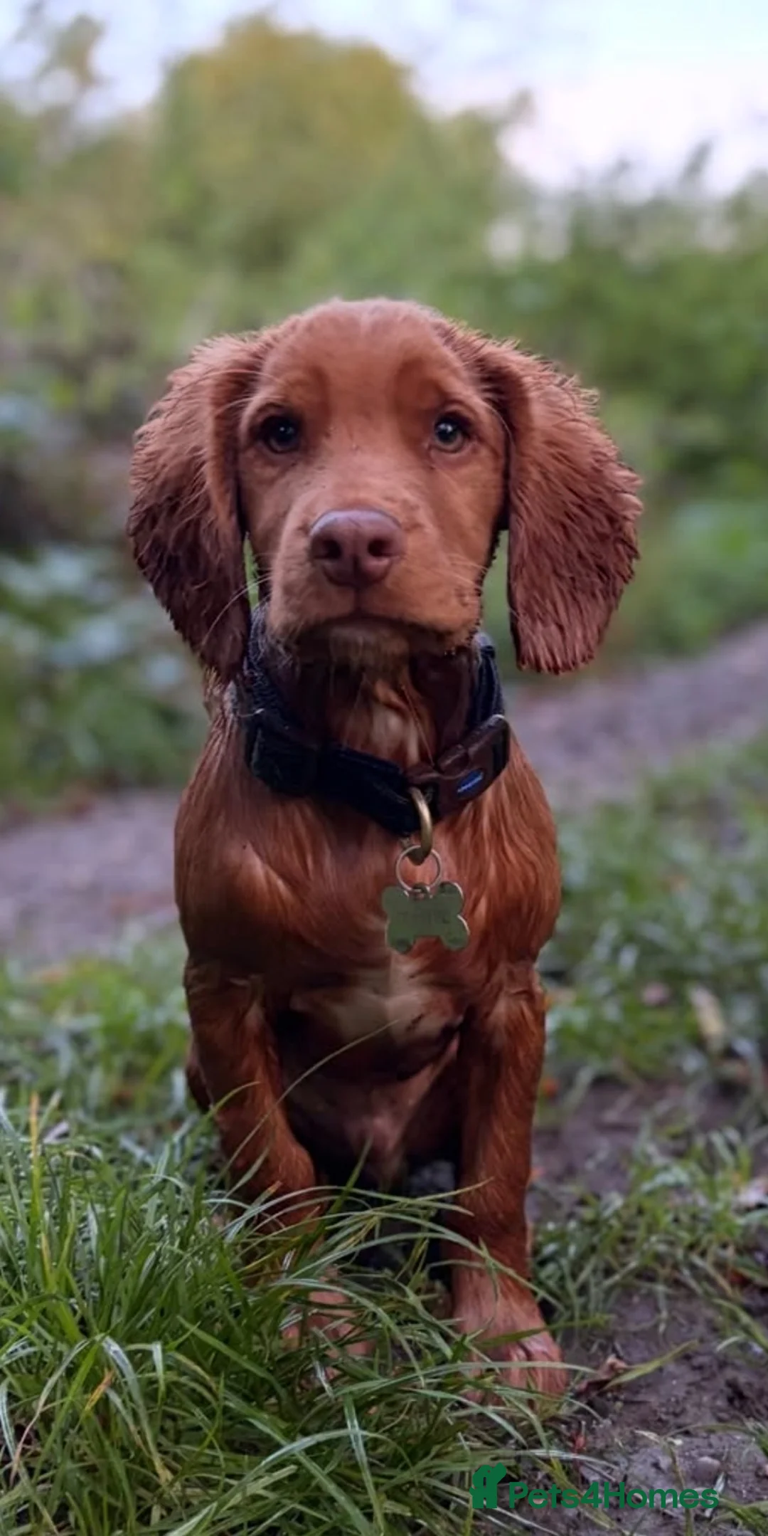 Cocker Spaniel dogs for sale: Gorgeous cocker spaniel male for sale  - Advert 2