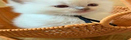 Ragdoll cats for sale: Exquisite Ragdoll litter   - Advert 27