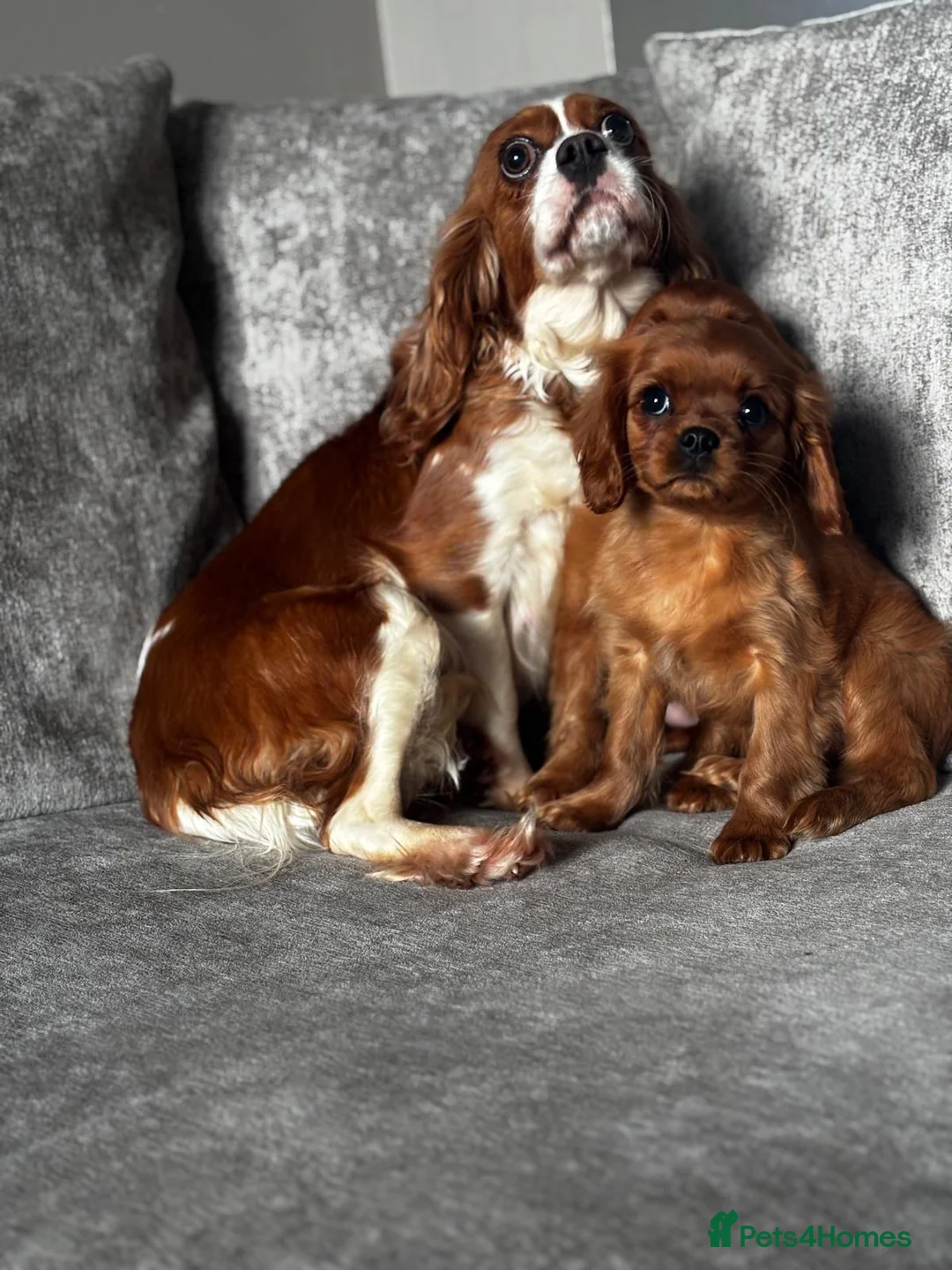 Cavalier King Charles Spaniel dogs for sale: CAVALIER KING CHARLES SPANIELS  - Advert 7