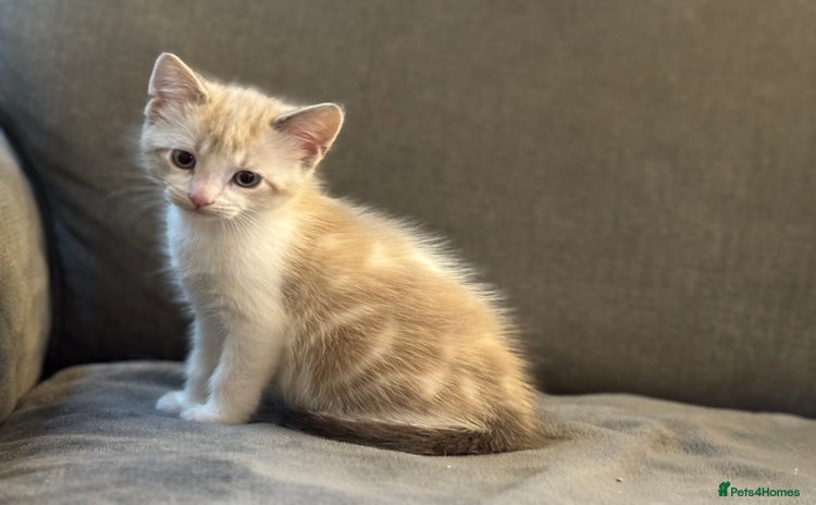 Mixed Breed cats - Advert 12
