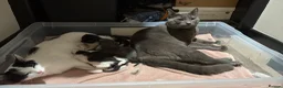 Russian Blue cats for sale: Neutered male - Advert 21
