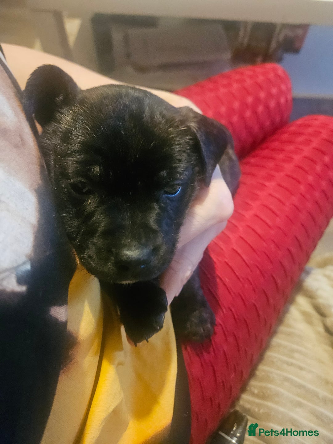 Mixed Breed dogs for sale: Staffy cross jacksui - Advert 4