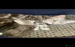 British Shorthair cats for sale: British short hair X Russian blue - Image 4