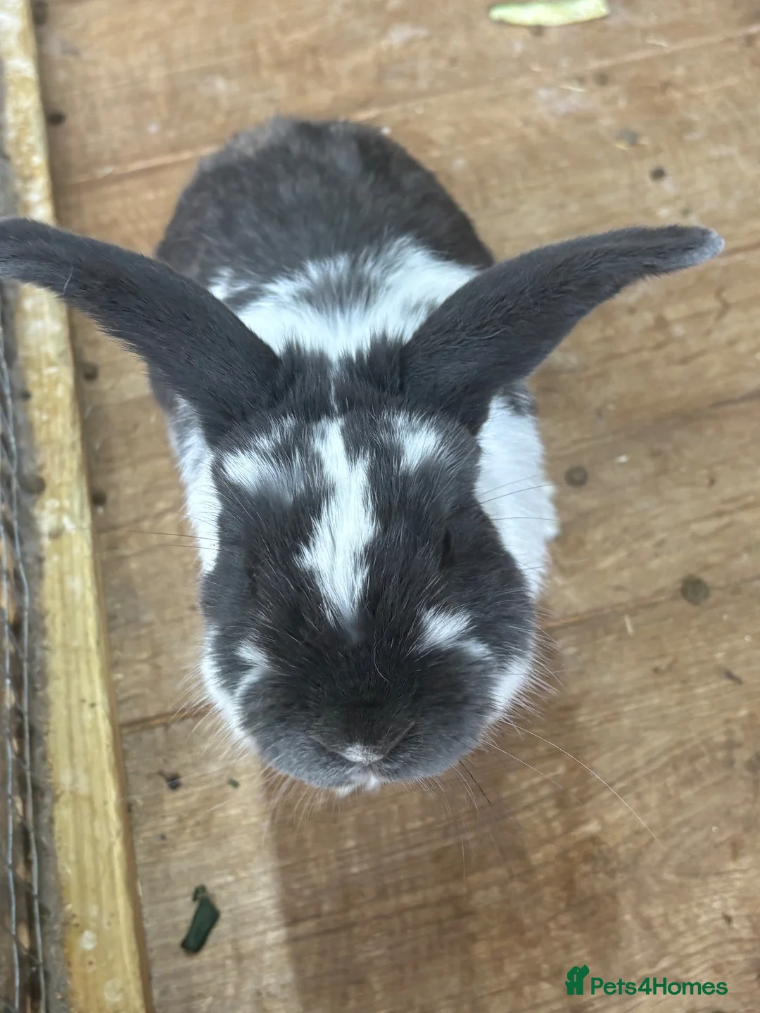 English Lop rabbits for sale: 🐰 Lop-Eared Rabbits for Sale 🐰 - Advert 2