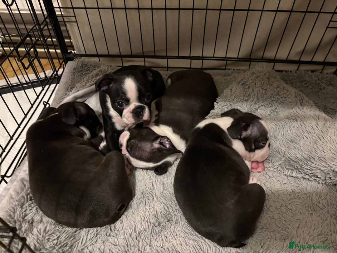 Boston Terrier dogs for sale: KC  Registered 🐕❤️🏠 Puupy 🐕💙🏠Boston Terrier  - Image 13