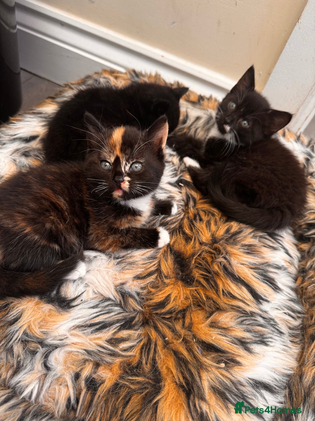 Domestic Shorthair cats for sale: 4 kittens(2 females,2 males) - Image 4