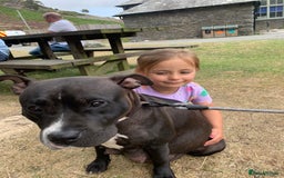Mixed Breed dogs for sale: American bull staffs available in October  - Image 16