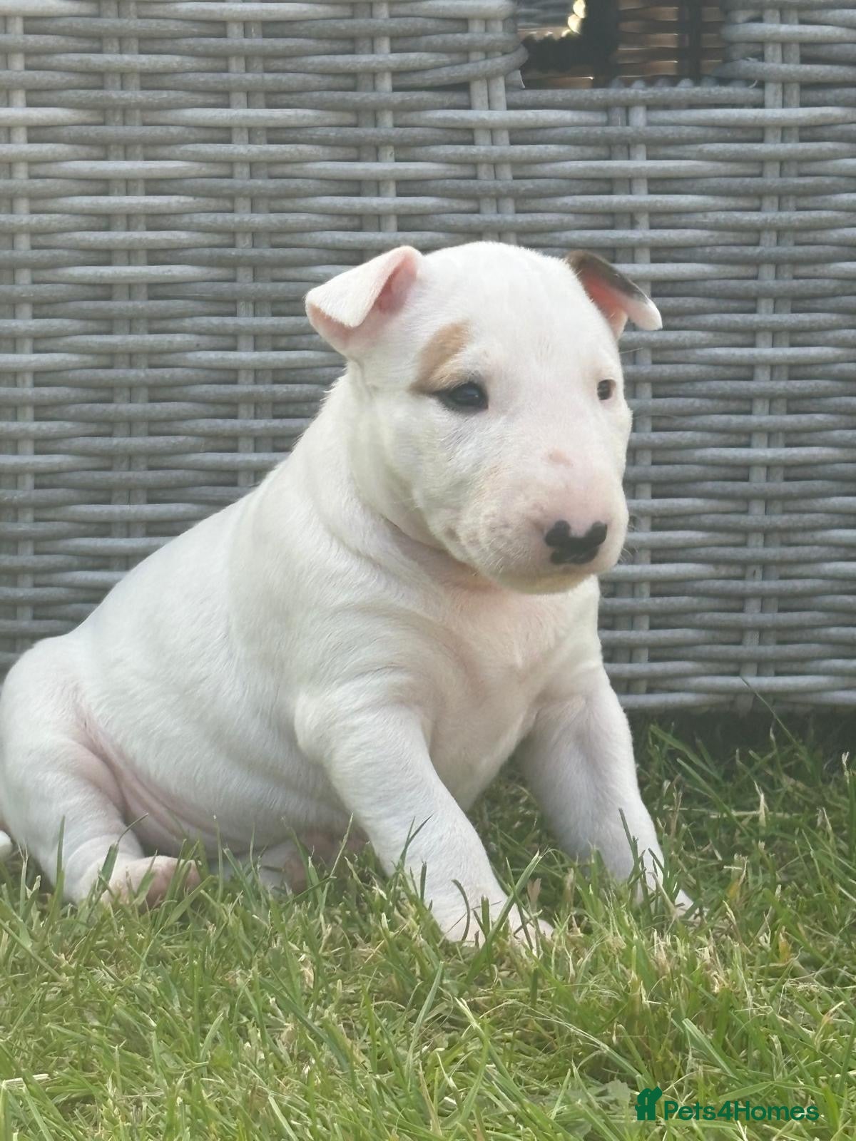 Bull Terrier dogs Top quality bull terrier puppies  - Advert 2