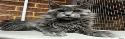 Mixed Breed cats for sale: 😍MAINE COON MIX BRITISHSHORTHAIR😍 in Southampton - Advert 7