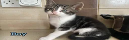 European cats for sale: Kittens  in Braintree - Advert 2
