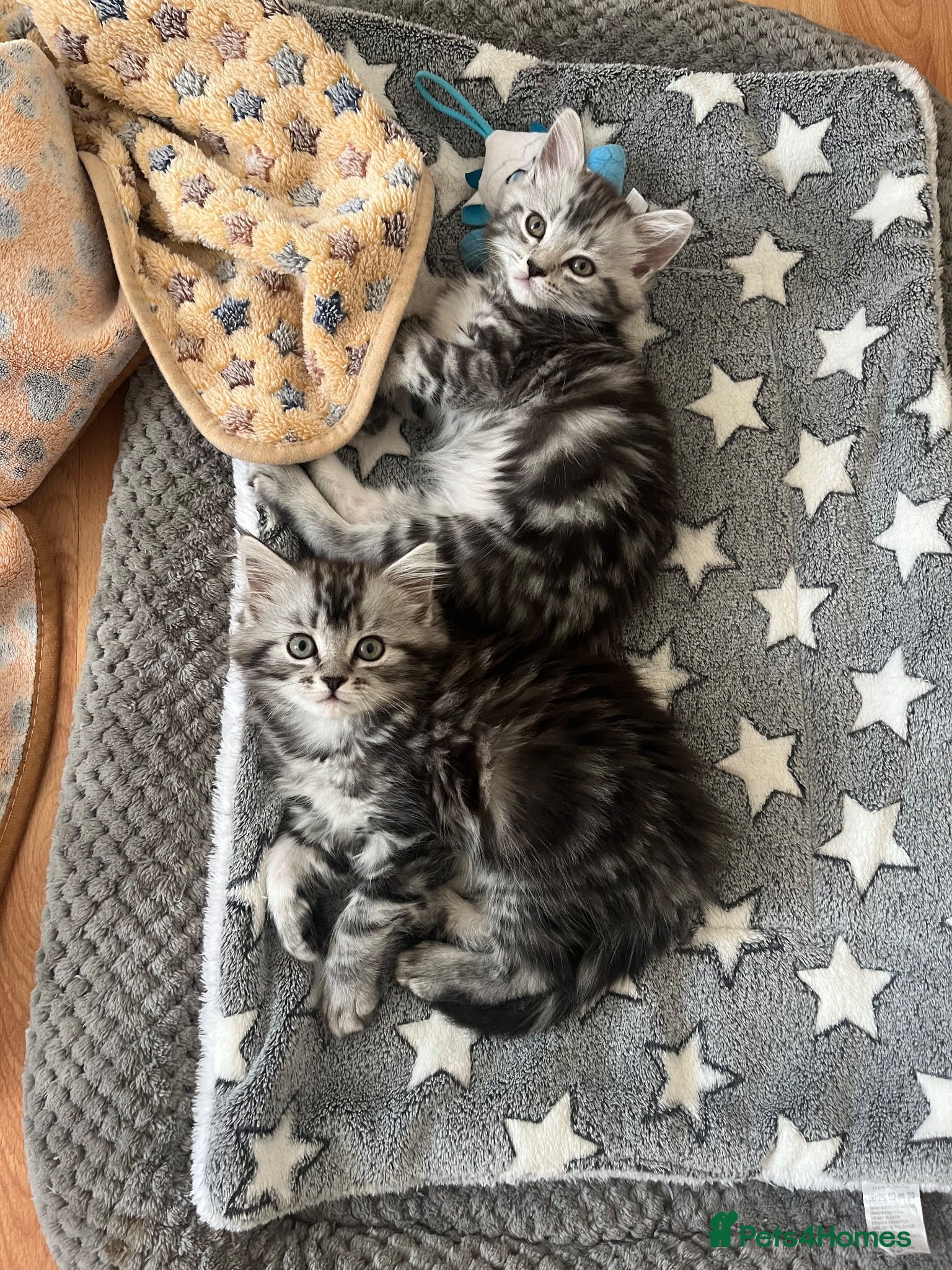 Siberian cats Adorable Kittens Looking for Their Forever Homes! - Advert 1