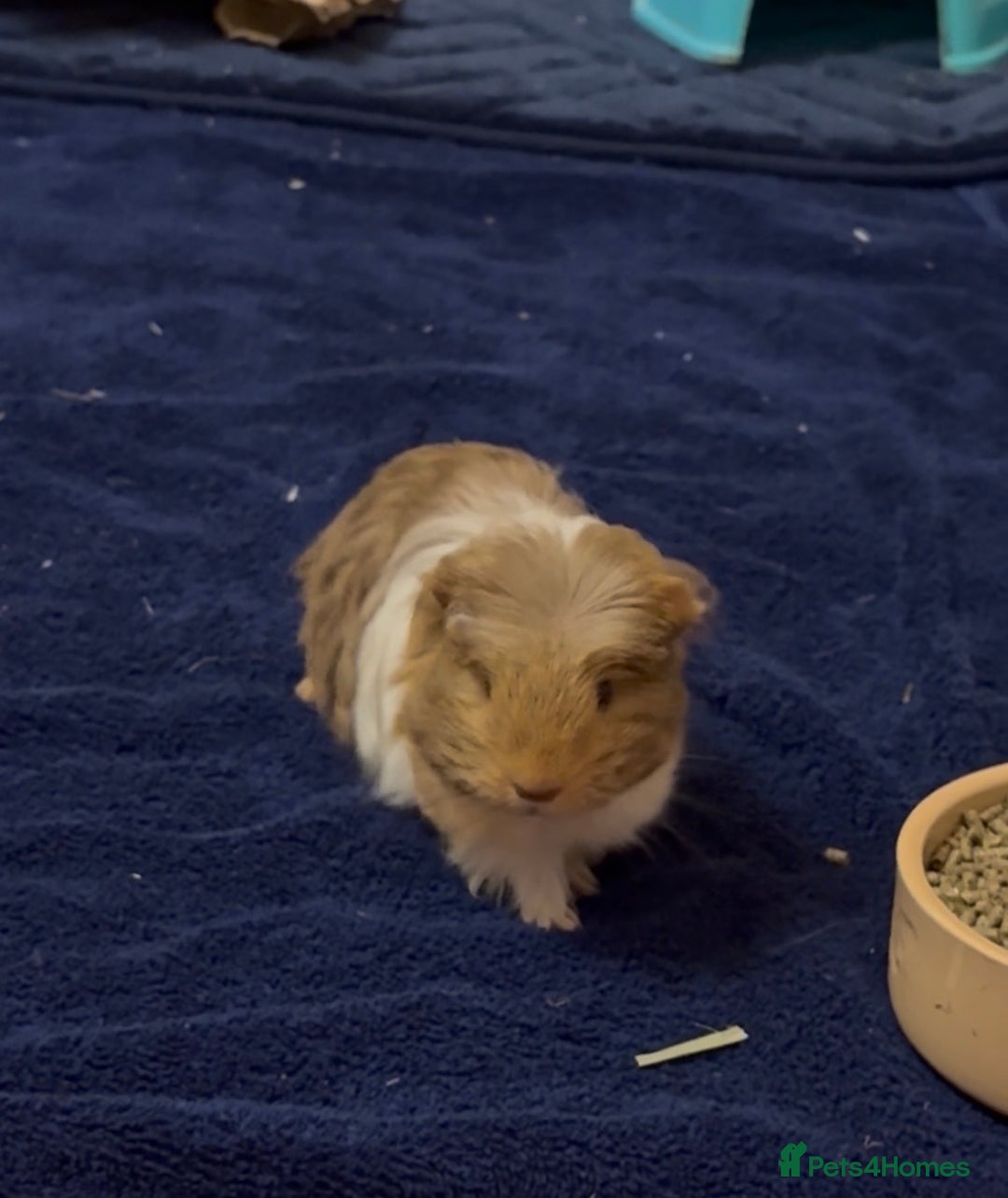 Guinea Pig rodents for sale: 2 Beautiful long haired girls  - Advert 7