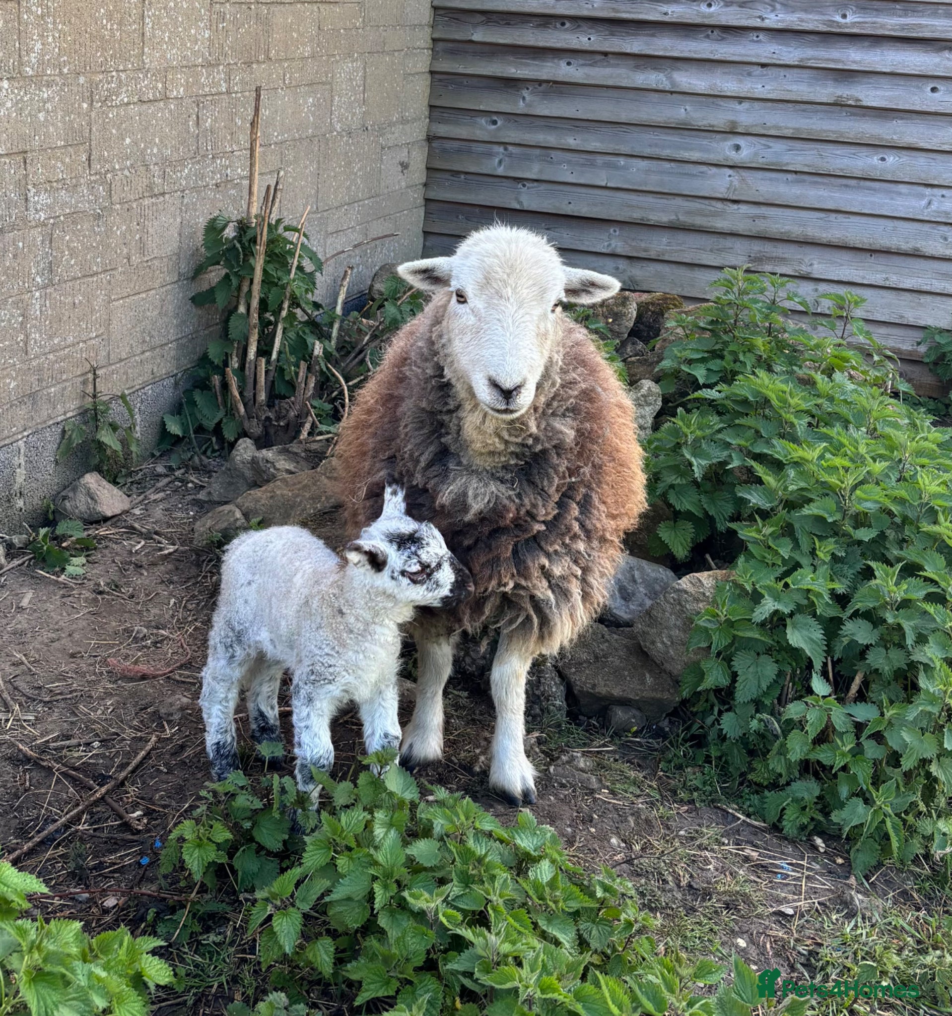 Sheep livestock Herdwick & Herdwick Cross Breeding Ewes - Advert 1