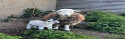 Sheep livestock for sale: Herdwick & Herdwick Cross Breeding Ewes in Martock - Advert 1