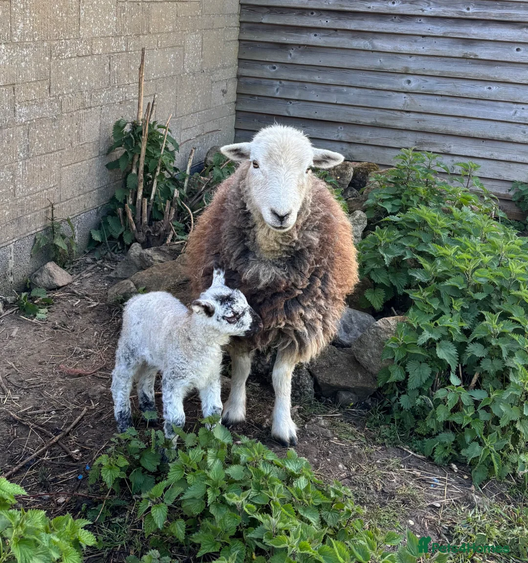 Sheep livestock for sale: Herdwick & Herdwick Cross Breeding Ewes in Martock - Advert 1