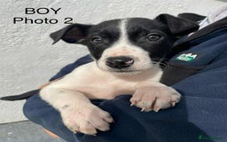 Smooth Collie dogs for sale: Collie pups - Image 2