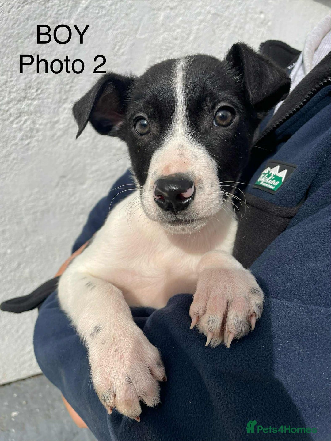 Smooth Collie dogs for sale: Collie pups - Image 2