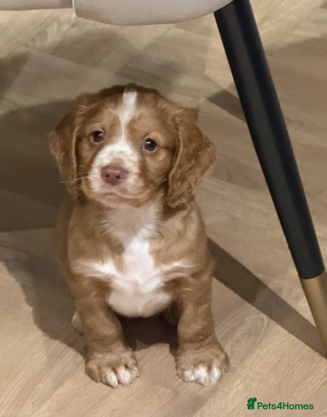 Cocker Spaniel dogs for sale: Cocker Spaniel Puppies - Advert 7
