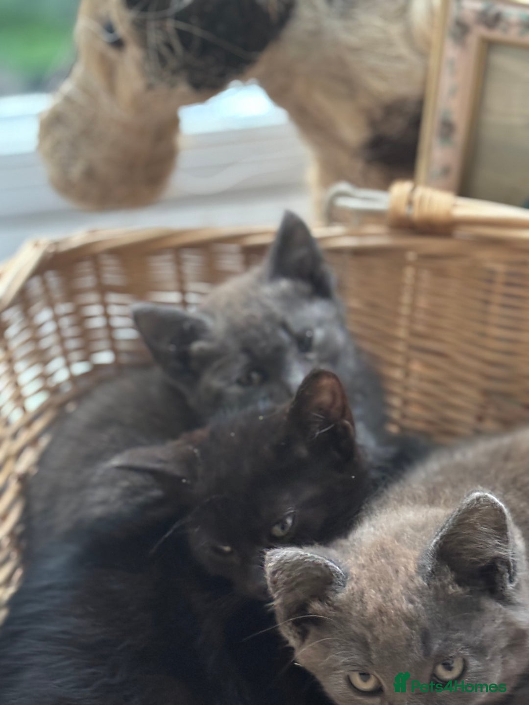 Mixed Breed cats for sale: Gorgeous Kittens Available Now 3 Of them  - Image 6