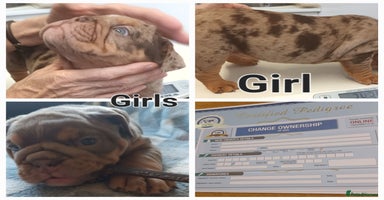 English Bulldog dogs - Advert 8