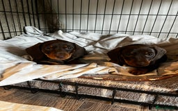 Dachshund dogs for sale: 4 Beautiful Dachshund Puppies - Image 5