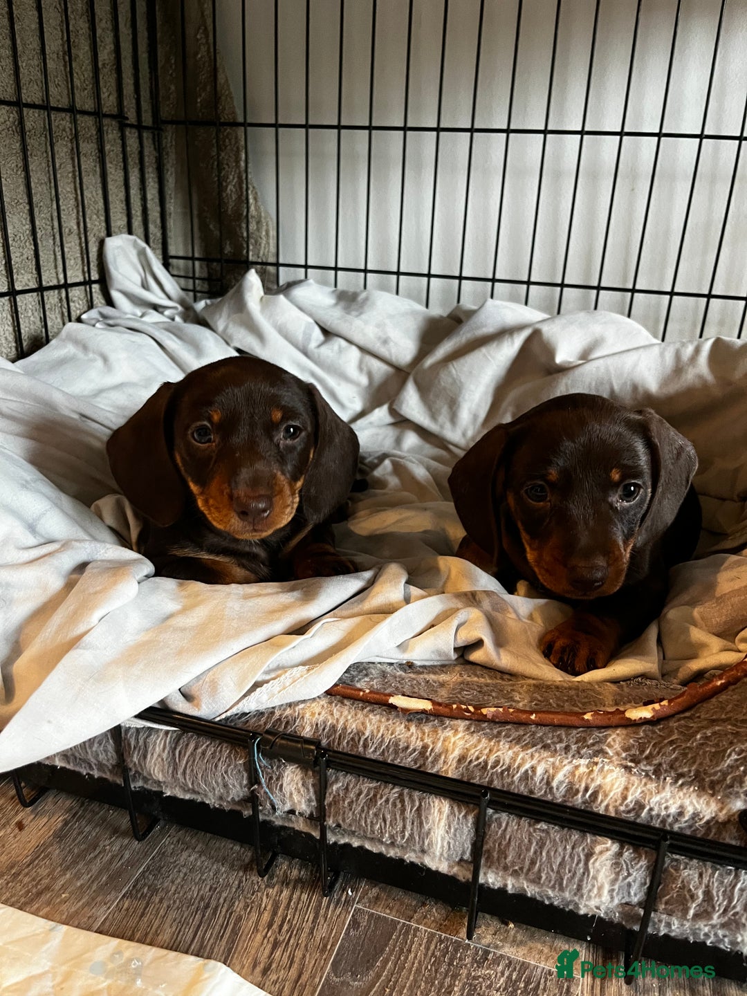 Dachshund dogs for sale: 4 Beautiful Dachshund Puppies - Image 5