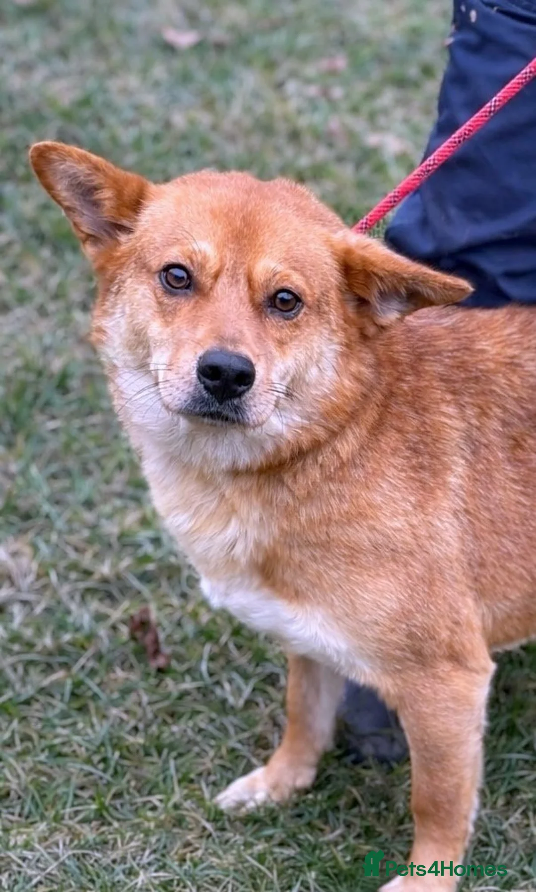 Mixed Breed dogs for adoption: 🌸 Yumi: soft eyes, gentle heart, pure joy 🐾 - Advert 2