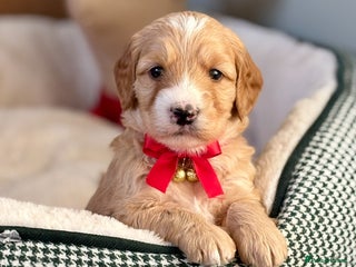 Australian Labradoodle dogs Exceptionally bred for Health! Temperament! Looks! - Advert 2