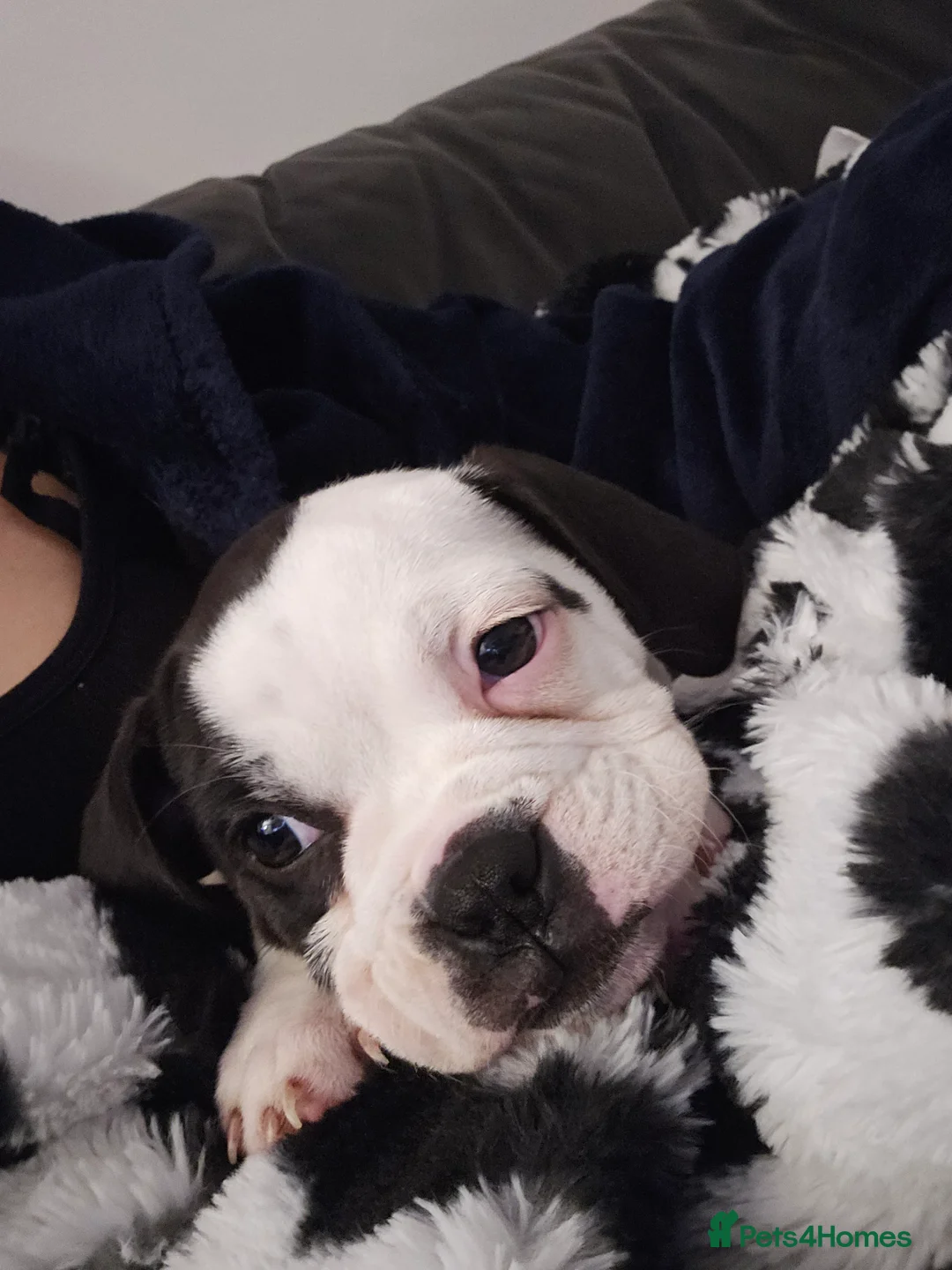 Olde English Bulldogge dogs for sale: Female olde tyme bulldog  - Advert 3