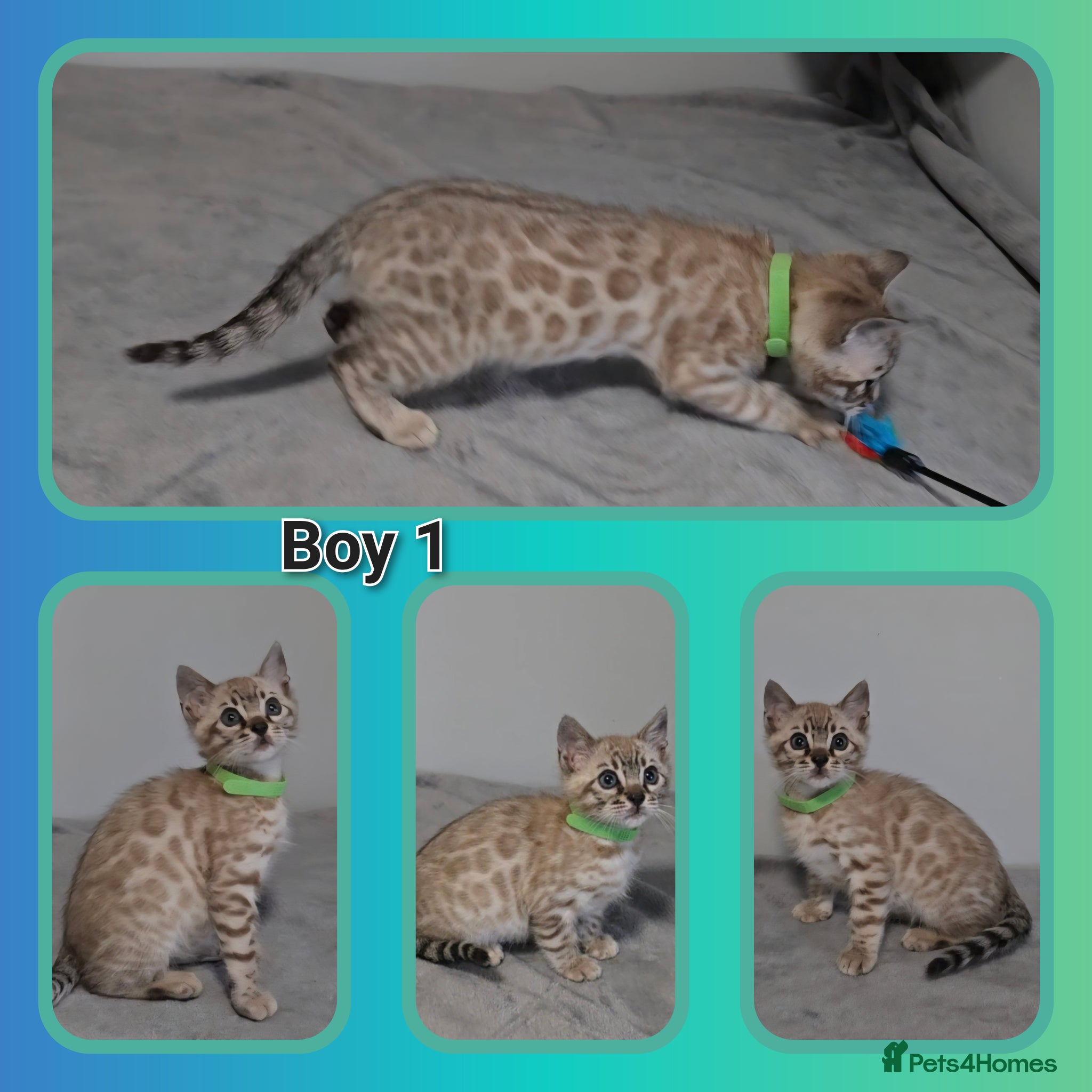 Bengal cats 5 bengal boys looking for their furrever home - Advert 2