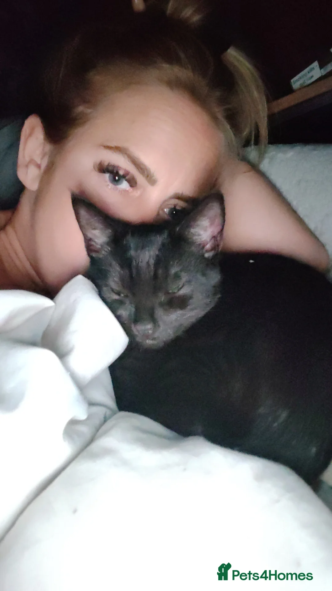 Mixed Breed cats for sale: Mixed breed cat for sale.  in Great Yarmouth - Advert 6