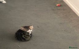 Mixed Breed cats for sale: 4 beautiful kitten - Image 7