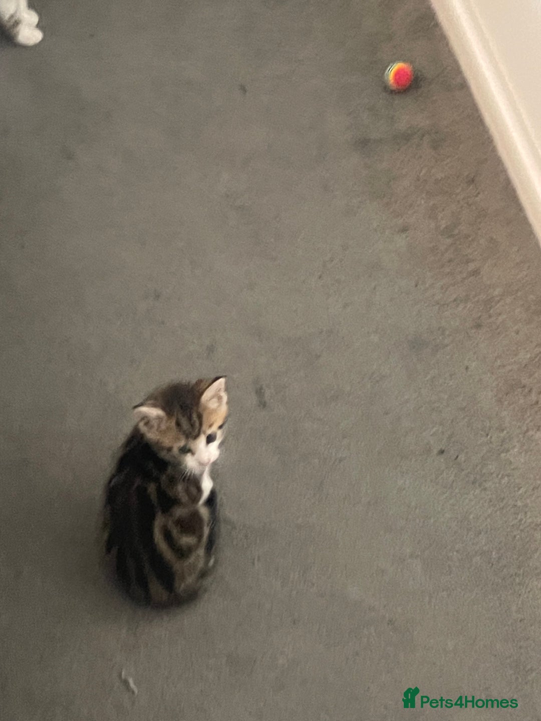 Mixed Breed cats for sale: 4 beautiful kitten - Image 7