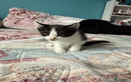 Mixed Breed cats for sale: 2 kittens! - Image 7