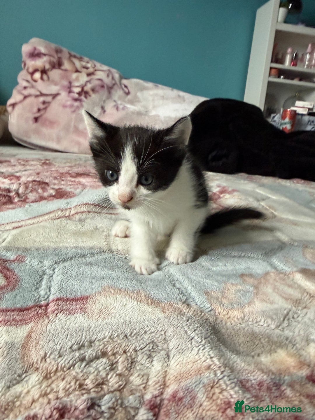 Mixed Breed cats for sale: 2 kittens! - Image 7