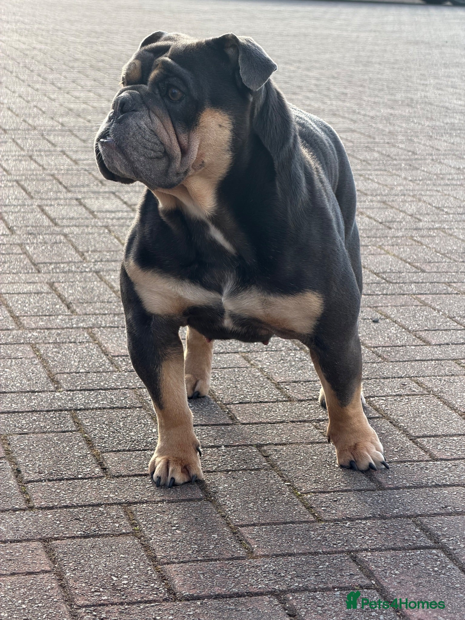 English Bulldog dogs English bulldog litter due soon 🐾 - Advert 4