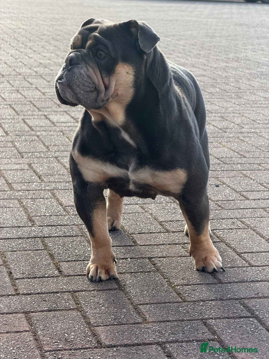 English Bulldog dogs for sale: English bulldog litter due soon 🐾 in Glasgow - Advert 1