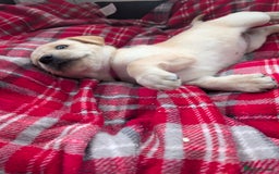 Labrador Retriever dogs for sale: Beautiful Labrador puppys  - Image 34