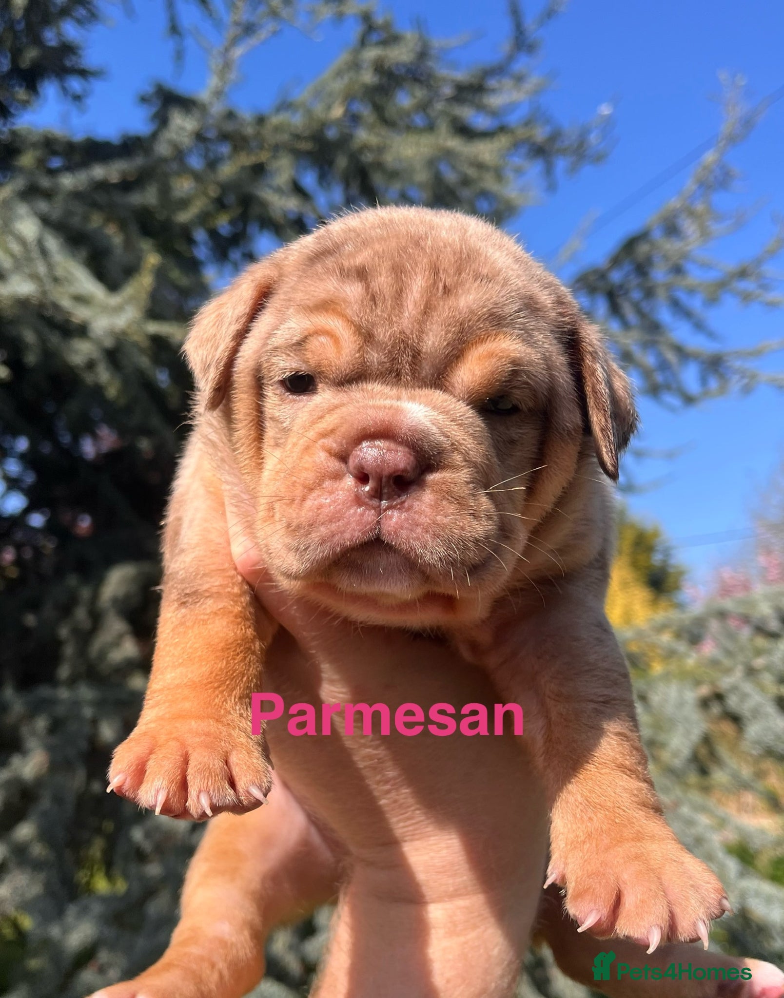 Olde English Bulldogge dogs RAINBOW OLD ENGLISH LITTER !!! - Advert 1