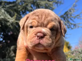 Olde English Bulldogge dogs RAINBOW OLD ENGLISH LITTER !!! - Advert 2