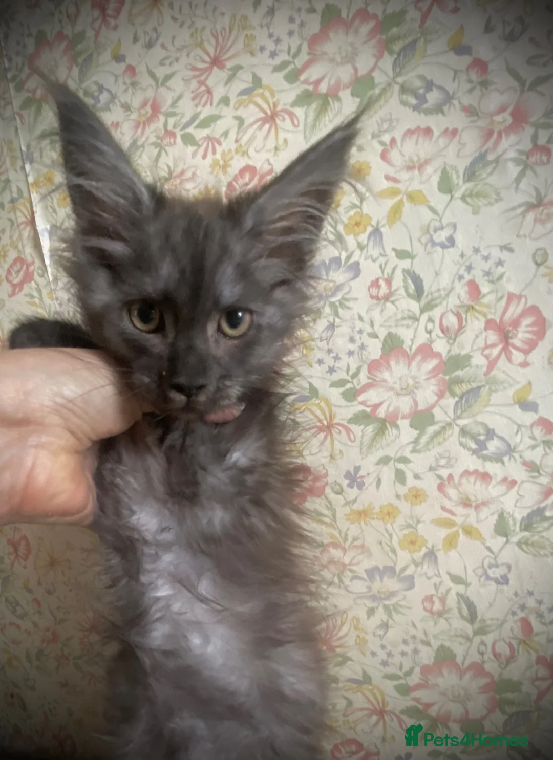 Maine Coon cats for sale: Fabulous litter full Maine Coon kittens Male  - Advert 2