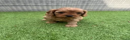 Cavapoo dogs for sale: 2 beautiful female cavapoos - Advert 12