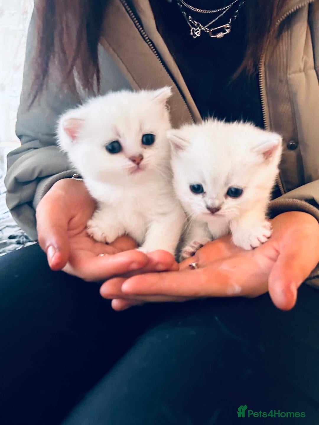 British Shorthair cats British Shorthair Silver Tipped Kittens - Advert 10