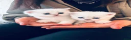 British Shorthair cats for sale: 1 Girl Left - British Shorthair Silver Kittens - Advert 1