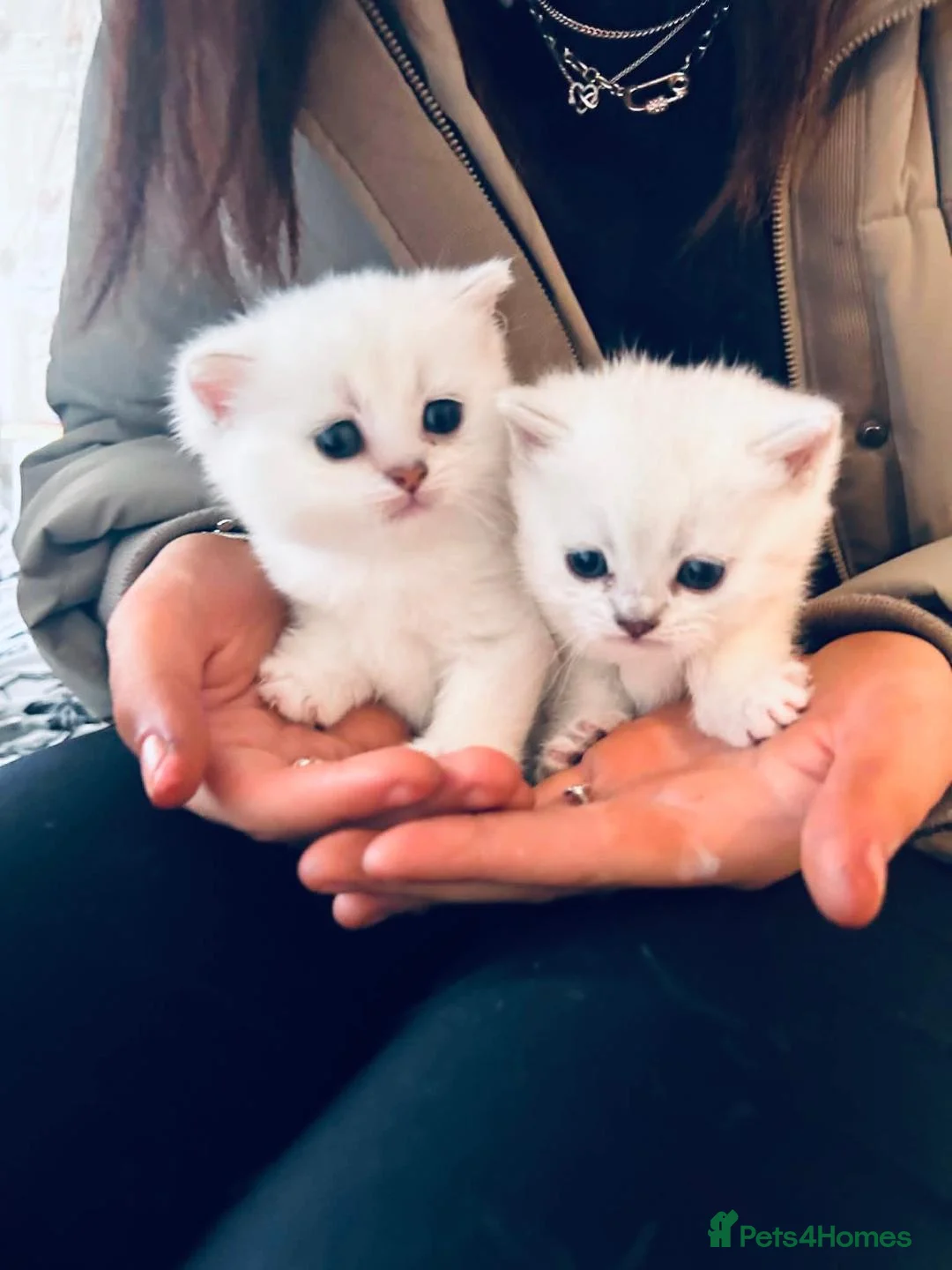 British Shorthair cats for sale: 1 Girl Left - British Shorthair Silver Kittens - Advert 1