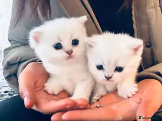 British Shorthair cats British Shorthair Silver Tipped Kittens - Advert 10
